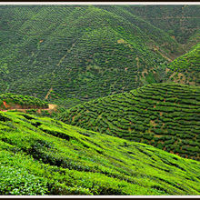 CAMERON HIGHLANDS, MALAYSIA