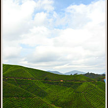 CAMERON HIGHLANDS, MALAYSIA