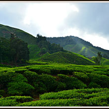 CAMERON HIGHLANDS, MALAYSIA