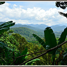 CAMERON HIGHLANDS, MALAYSIA