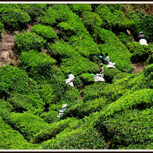 CAMERON HIGHLANDS, MALAYSIA