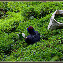 CAMERON HIGHLANDS, MALAYSIA