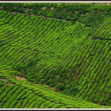 CAMERON HIGHLANDS, MALAYSIA