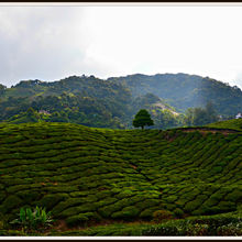 CAMERON HIGHLANDS, MALAYSIA