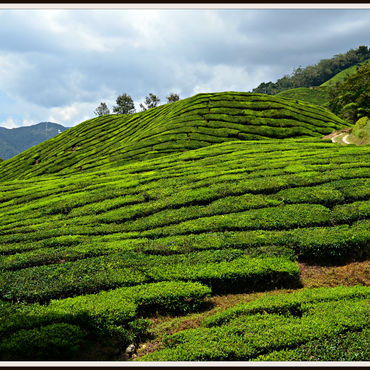 CAMERON HIGHLANDS, MALAYSIA