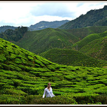 CAMERON HIGHLANDS, MALAYSIA