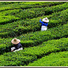 CAMERON HIGHLANDS, MALAYSIA