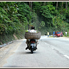 CAMERON HIGHLANDS, MALAYSIA