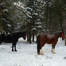 FUN IN THE SNOW, QUEBEC, CANADA