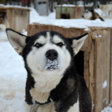 FUN IN THE SNOW, QUEBEC, CANADA