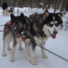 FUN IN THE SNOW, QUEBEC, CANADA