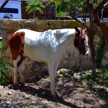 ISLA MUJERES, MEXICO