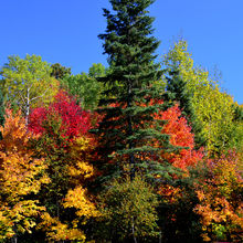 FALL IN ALGONQUIN PROVINCIAL PARK, CANADA