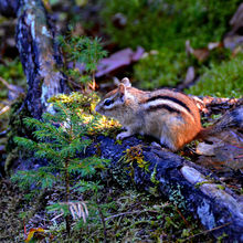 FALL IN ALGONQUIN PROVINCIAL PARK, CANADA