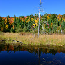 FALL IN ALGONQUIN PROVINCIAL PARK, CANADA