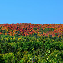 FALL IN ALGONQUIN PROVINCIAL PARK, CANADA