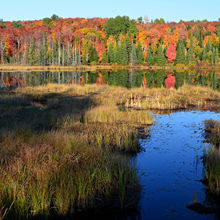 FALL IN ALGONQUIN PROVINCIAL PARK, CANADA