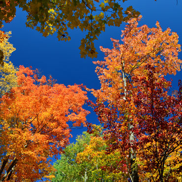 FALL IN ALGONQUIN PROVINCIAL PARK, CANADA