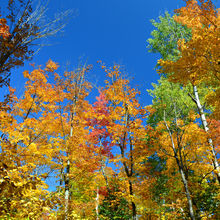 FALL IN ALGONQUIN PROVINCIAL PARK, CANADA