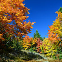 FALL IN ALGONQUIN PROVINCIAL PARK, CANADA