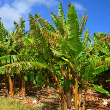 BARBADOS