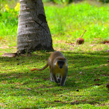 BARBADOS