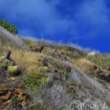 ST MARTIN / SINT MAARTEN