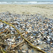 TYBEE ISLAND, GEORGIA