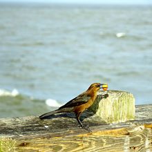 TYBEE ISLAND, GEORGIA