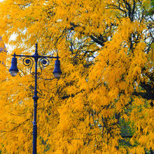 FALL COLORS IN VERMONT