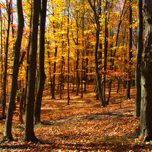 FALL COLORS IN VERMONT