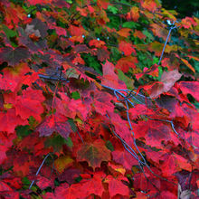 FALL COLORS IN VERMONT