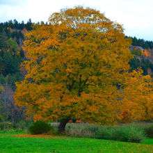 FALL COLORS IN VERMONT