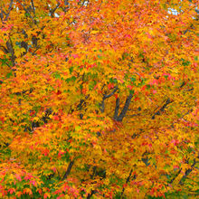 FALL COLORS IN VERMONT