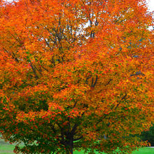 FALL COLORS IN VERMONT