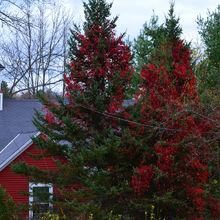 FALL COLORS IN VERMONT