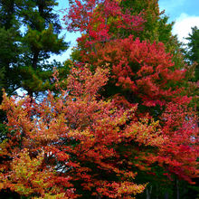 FALL COLORS IN VERMONT