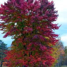 FALL COLORS IN VERMONT