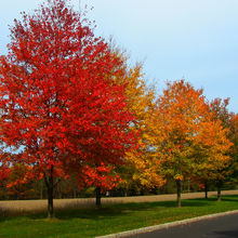 FALL COLORS IN VERMONT