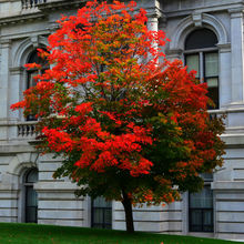 FALL COLORS IN VERMONT