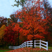 FALL COLORS IN PENNSYLVANIA