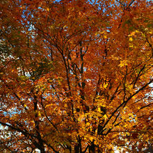 FALL COLORS IN PENNSYLVANIA