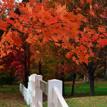 FALL COLORS IN PENNSYLVANIA