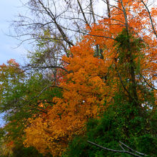 FALL COLORS IN PENNSYLVANIA