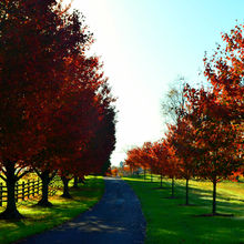 FALL COLORS IN PENNSYLVANIA