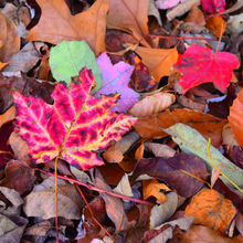 FALL COLORS IN PENNSYLVANIA