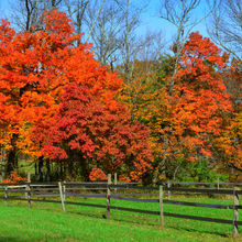 FALL COLORS IN PENNSYLVANIA