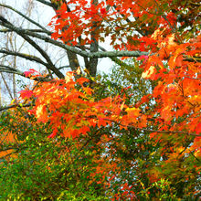 FALL COLORS IN PENNSYLVANIA