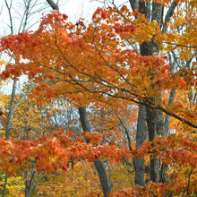 FALL COLORS IN PENNSYLVANIA