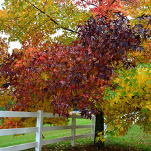 FALL COLORS IN PENNSYLVANIA